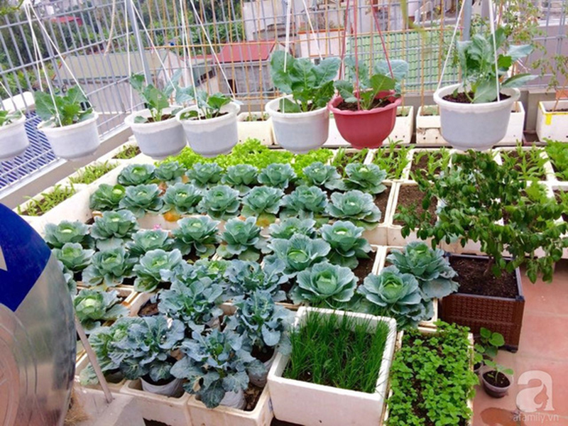 Thiết kế nhà phố có sân thượng đẹp