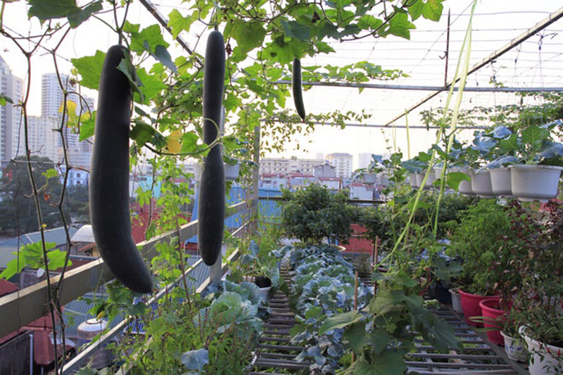 Thiết kế nhà phố đẹp, xanh mát